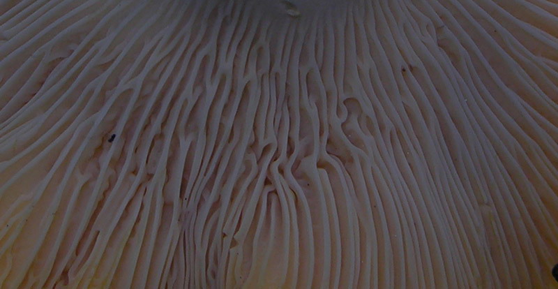 Tempo di gambi...(3)...(quiz)...difficile